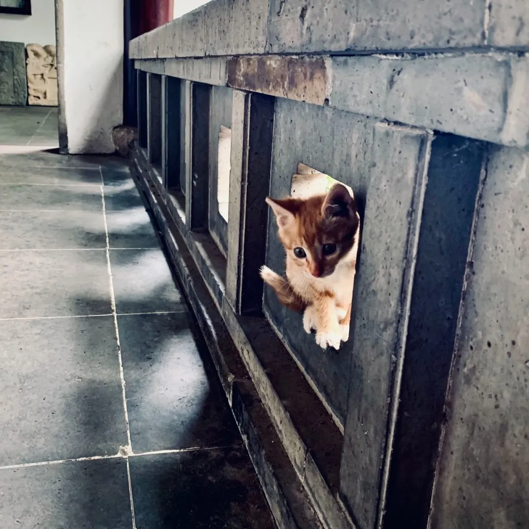 一只姓花的猫｜Experience