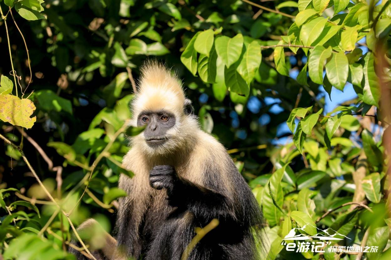2.探索广西板利白头叶猴保护区，诠释了日产 “人、车、自然和谐共存”的可持续发展理念.jpg
